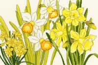 XBD10 Набор для вышивания крестом Daffodil Blooms "Нарцисс цветет" Bothy Threads